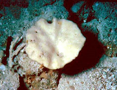 A esponja 'Discodermia dissoluta', encontrada no mar do Caribe, produz a discodermolida, substância de ação antitumoral que foi possível obter artifici- almente graças ao uso do paládio como catalisador da síntese de moléculas orgânicas (foto: NOAA).